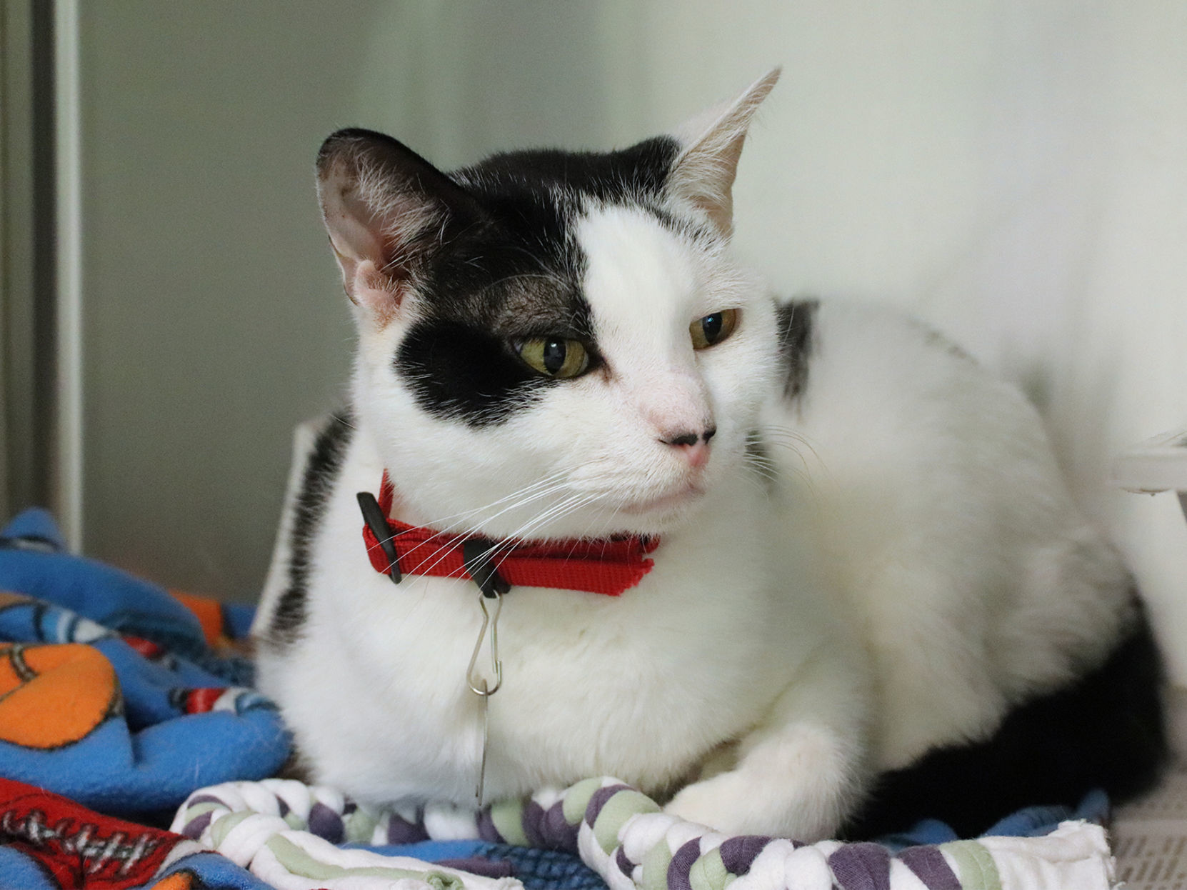 Last week's pet, still available: Thor